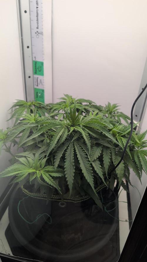 Ganja Farmer OG KuSH Fast VGrow. Week 4