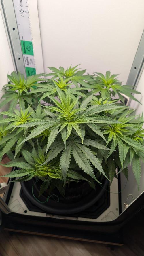 Ganja Farmer OG KuSH Fast VGrow. Week 4