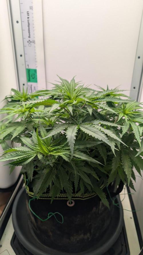 Ganja Farmer OG KuSH Fast VGrow. Week 4