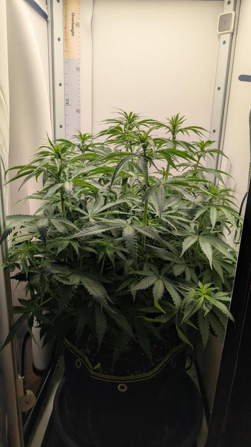 Ganja Farmer OG KuSH Fast VGrow. Week 5