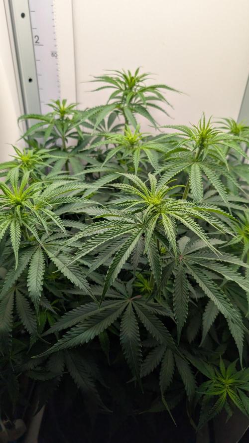 Ganja Farmer OG KuSH Fast VGrow. Week 5