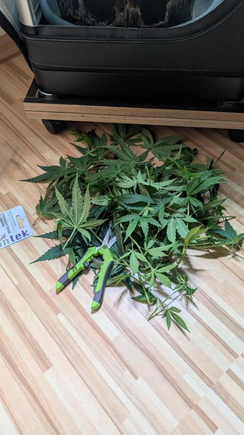 Ganja Farmer OG KuSH Fast VGrow. Week 5