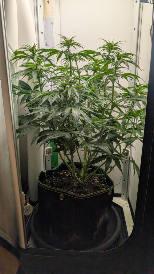 Ganja Farmer OG KuSH Fast VGrow. Week 5