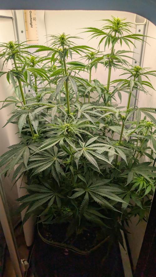 Ganja Farmer OG KuSH Fast VGrow. Week 6