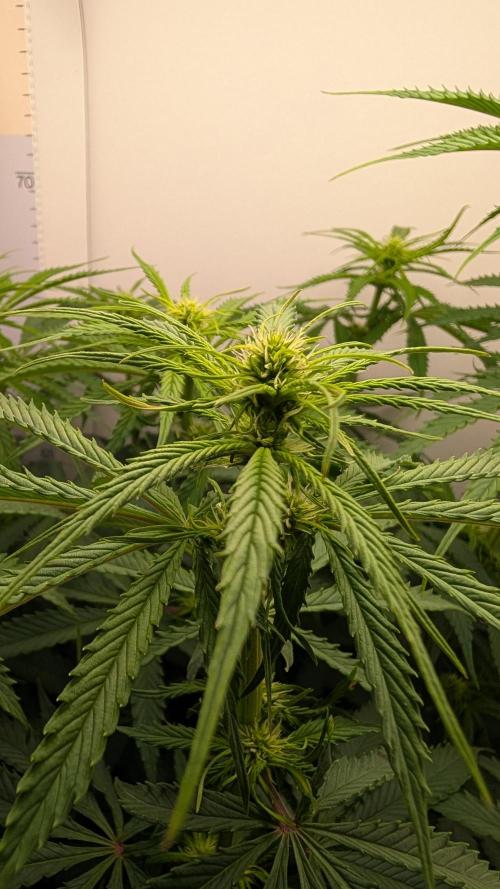 Ganja Farmer OG KuSH Fast VGrow. Week 6