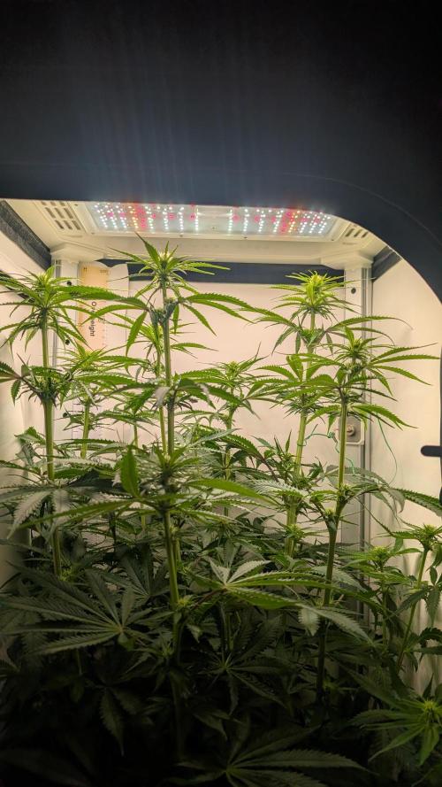 Ganja Farmer OG KuSH Fast VGrow. Week 6