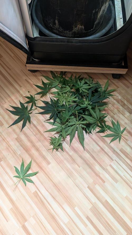 Ganja Farmer OG KuSH Fast VGrow. Week 6