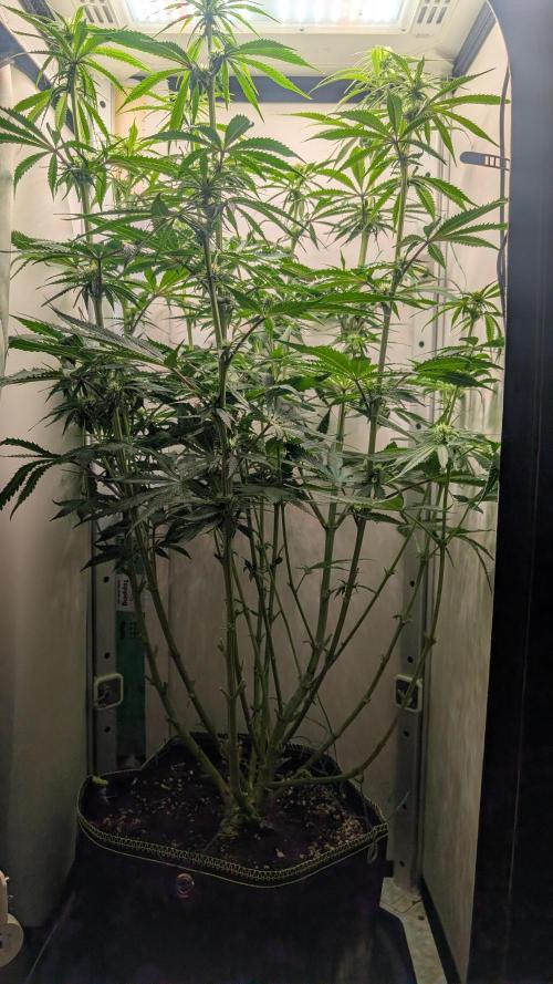 Ganja Farmer OG KuSH Fast VGrow. Week 6