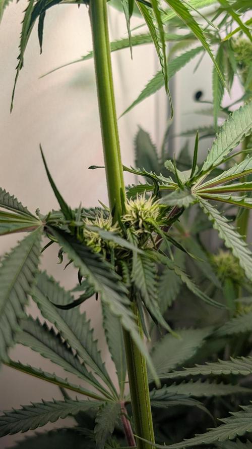 Ganja Farmer OG KuSH Fast VGrow. Week 6