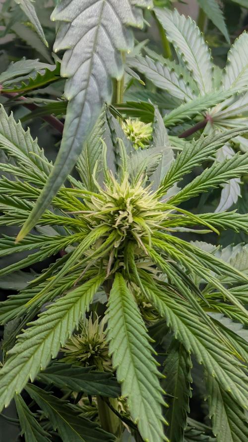 Ganja Farmer OG KuSH Fast VGrow. Week 6