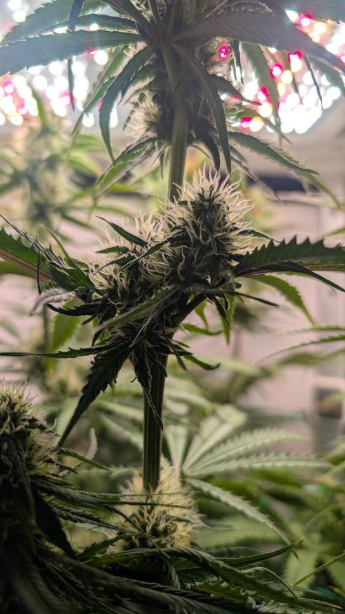 Ganja Farmer OG KuSH Fast VGrow. Week 7