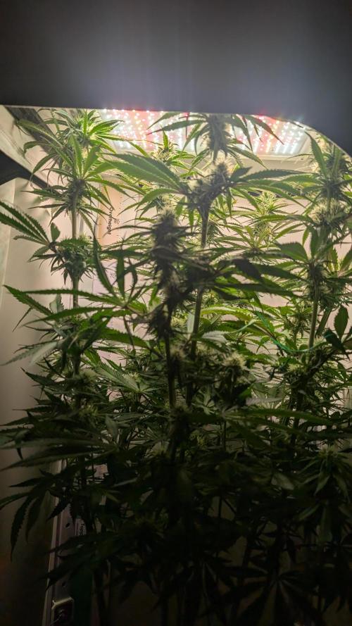 Ganja Farmer OG KuSH Fast VGrow. Week 7