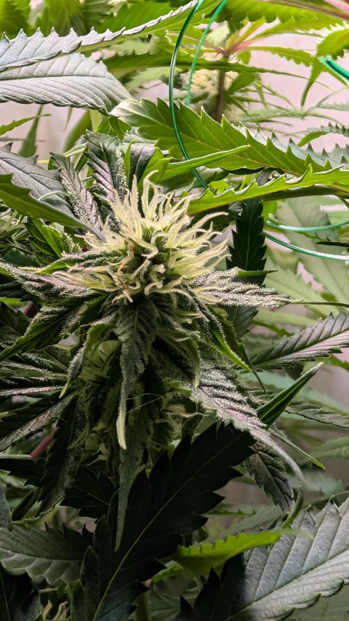 Ganja Farmer OG KuSH Fast VGrow. Week 7