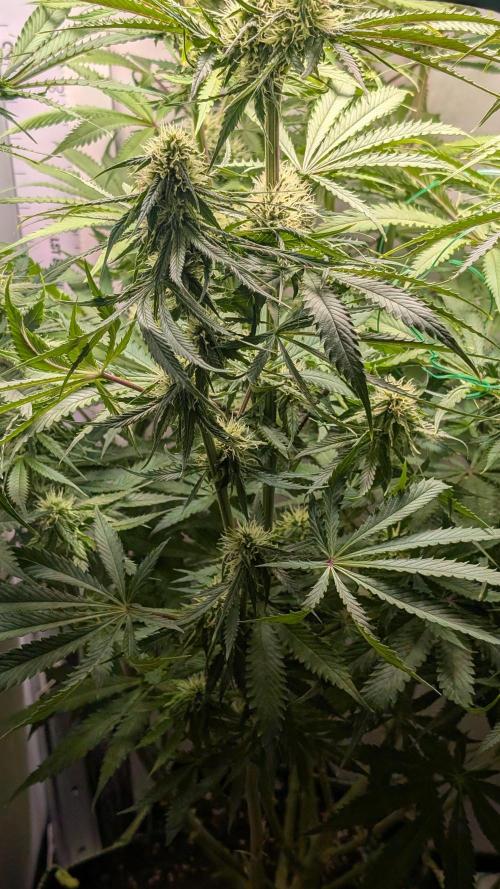 Ganja Farmer OG KuSH Fast VGrow. Week 7