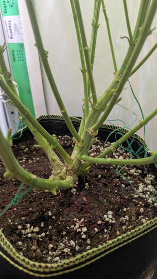 Ganja Farmer OG KuSH Fast VGrow. Week 8