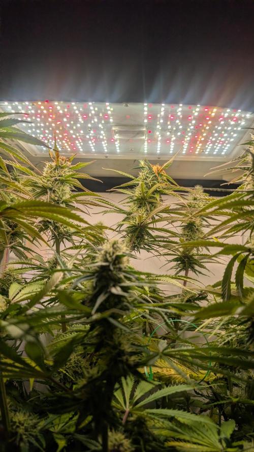 Ganja Farmer OG KuSH Fast VGrow. Week 8