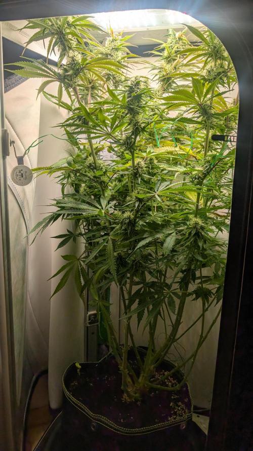 Ganja Farmer OG KuSH Fast VGrow. Week 8