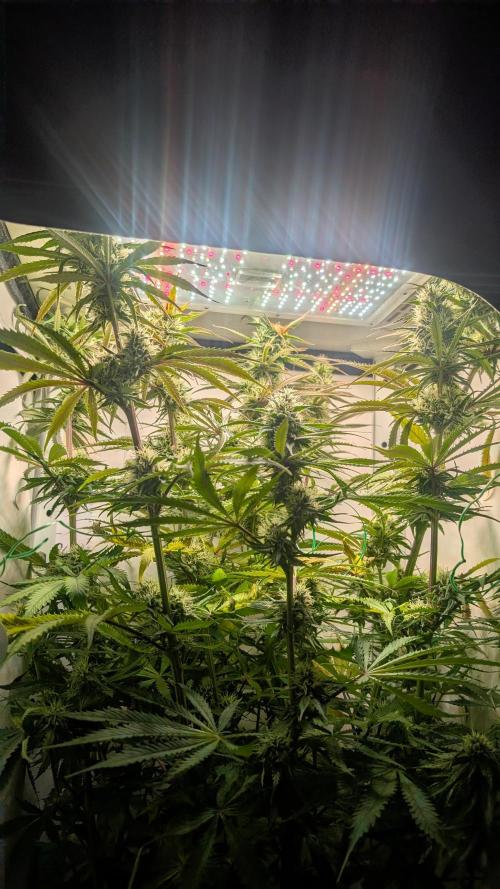 Ganja Farmer OG KuSH Fast VGrow. Week 8
