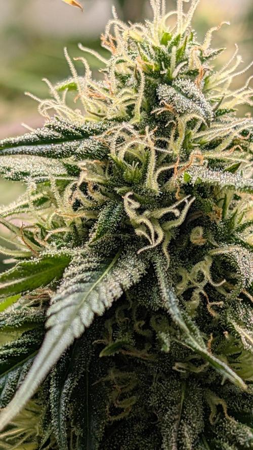 Ganja Farmer OG KuSH Fast VGrow. Week 8