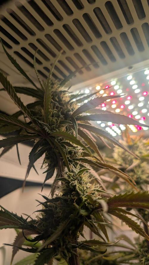 Ganja Farmer OG KuSH Fast VGrow. Week 9