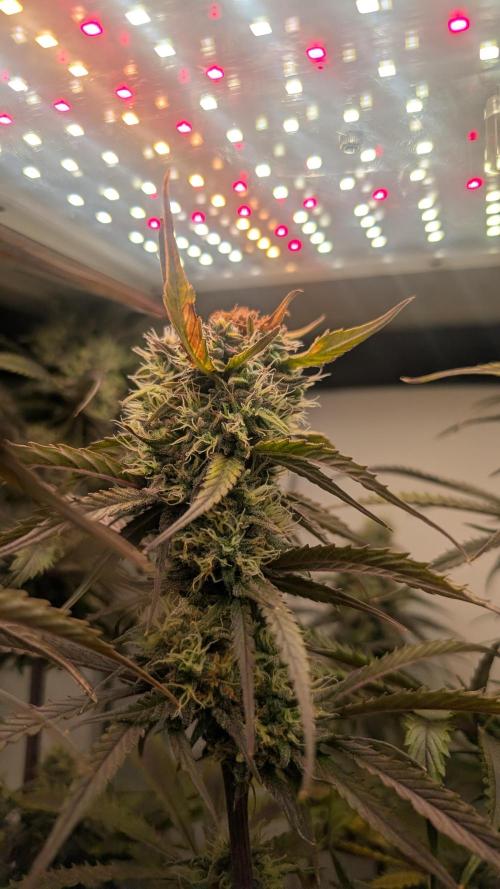 Ganja Farmer OG KuSH Fast VGrow. Week 9