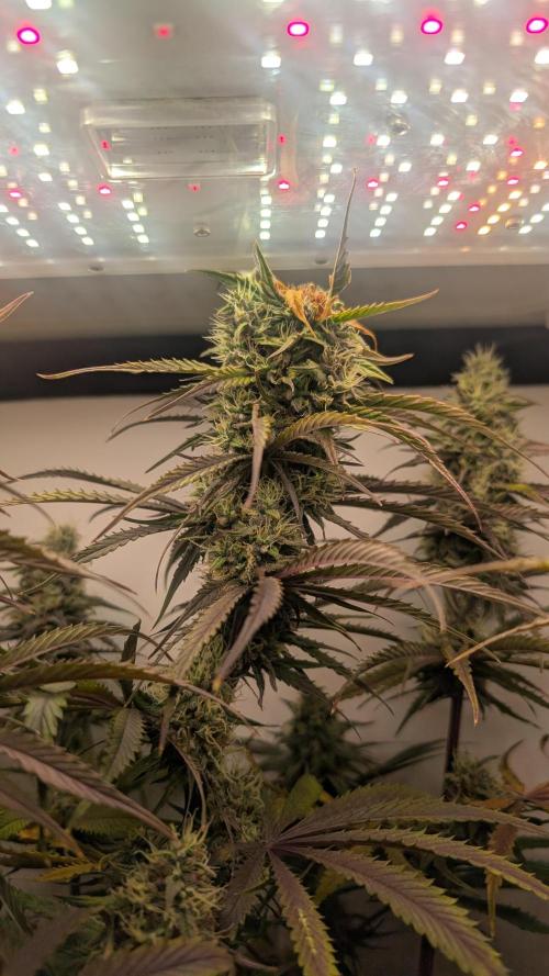 Ganja Farmer OG KuSH Fast VGrow. Week 9