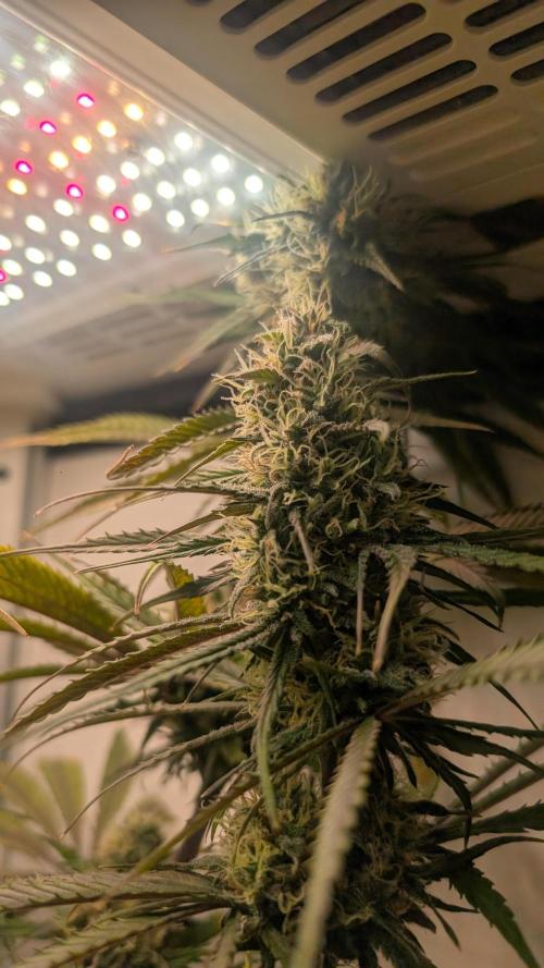 Ganja Farmer OG KuSH Fast VGrow. Week 9