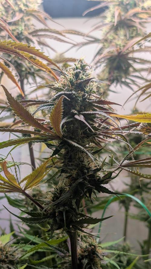Ganja Farmer OG KuSH Fast VGrow. Week 10