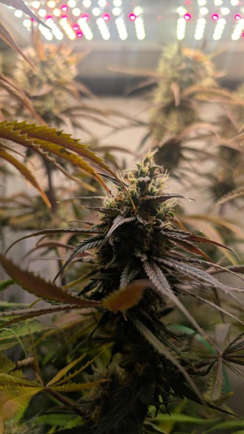 Ganja Farmer OG KuSH Fast VGrow. Week 10