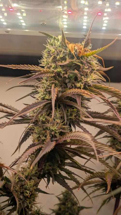 Ganja Farmer OG KuSH Fast VGrow. Week 10