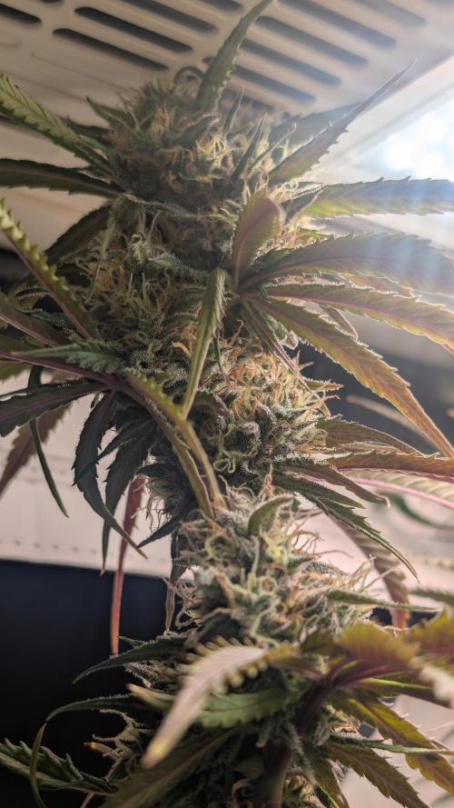 Ganja Farmer OG KuSH Fast VGrow. Week 10