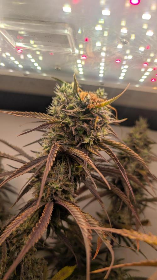 Ganja Farmer OG KuSH Fast VGrow. Week 10