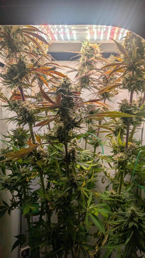 Ganja Farmer OG KuSH Fast VGrow. Week 10