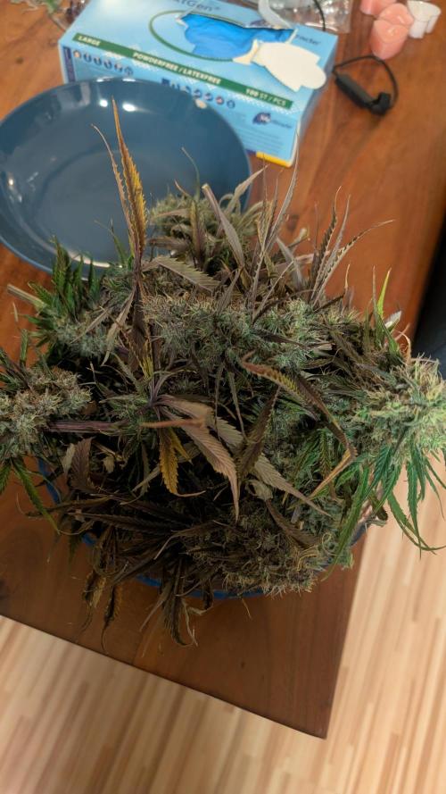 Ganja Farmer OG KuSH Fast VGrow. Week 11