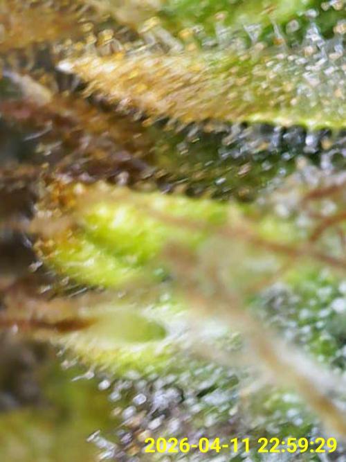 Ganja Farmer OG KuSH Fast VGrow. Week 11