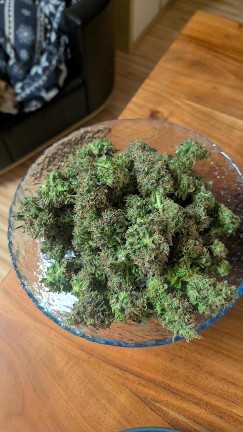 Ganja Farmer OG KuSH Fast VGrow. Week 11