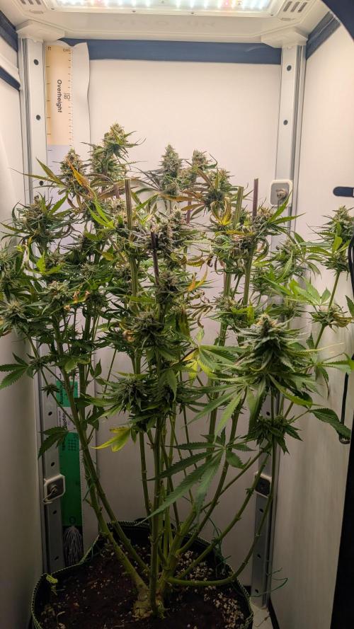 Ganja Farmer OG KuSH Fast VGrow. Week 11