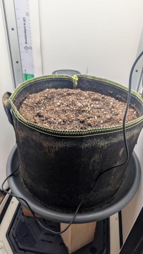 Epic Buzz. Week 0