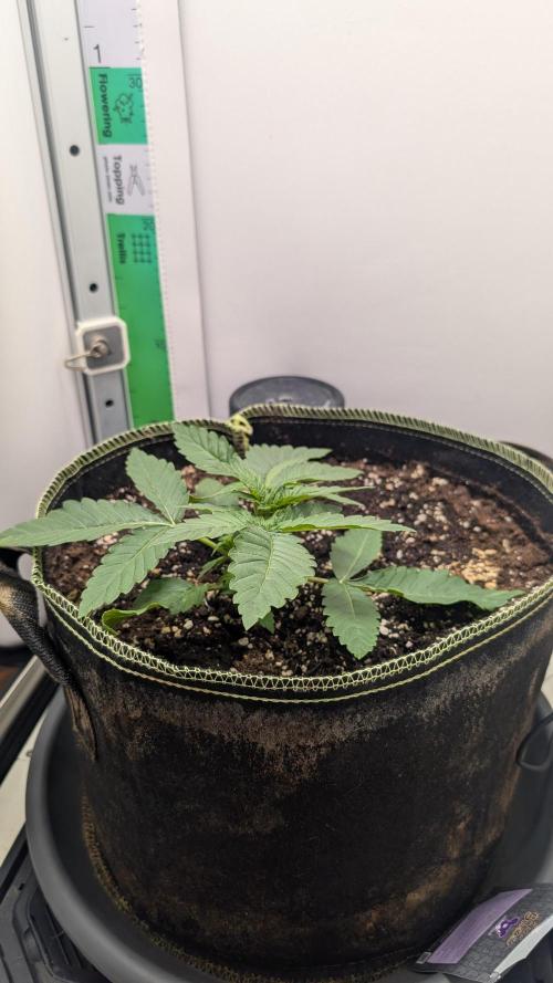 Epic Buzz. Week 1
