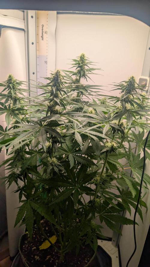 Epic Buzz. Week 7