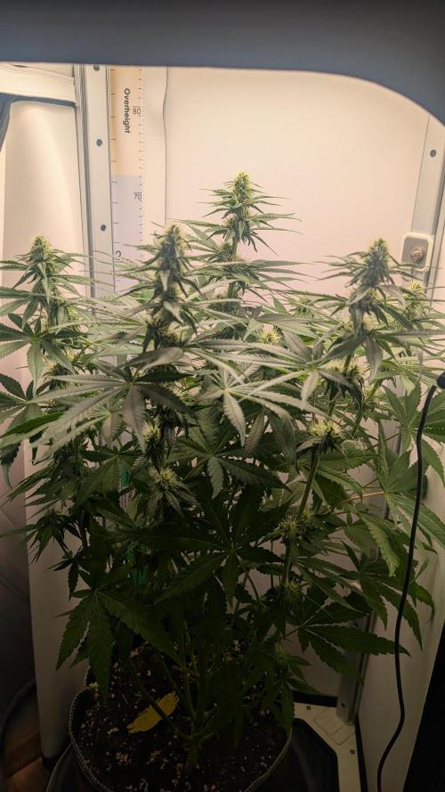 Epic Buzz Vivosun. Week 8