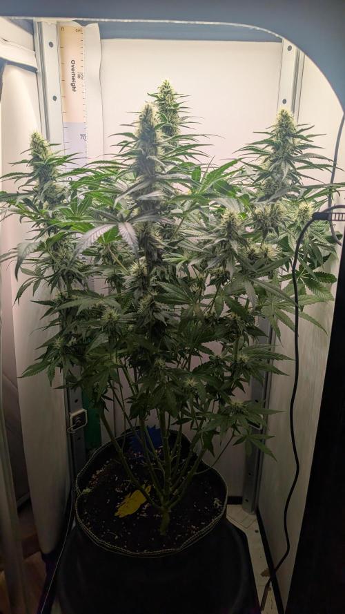 Epic Buzz. Week 8