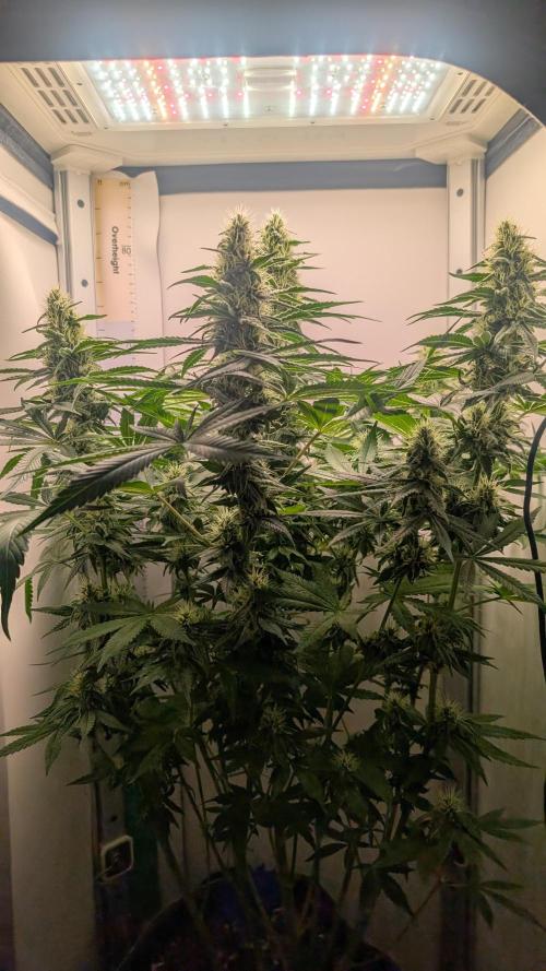 Epic Buzz Vivosun. Week 9