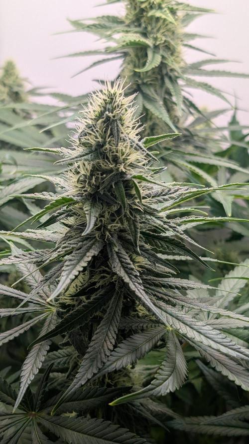Epic Buzz. Week 9