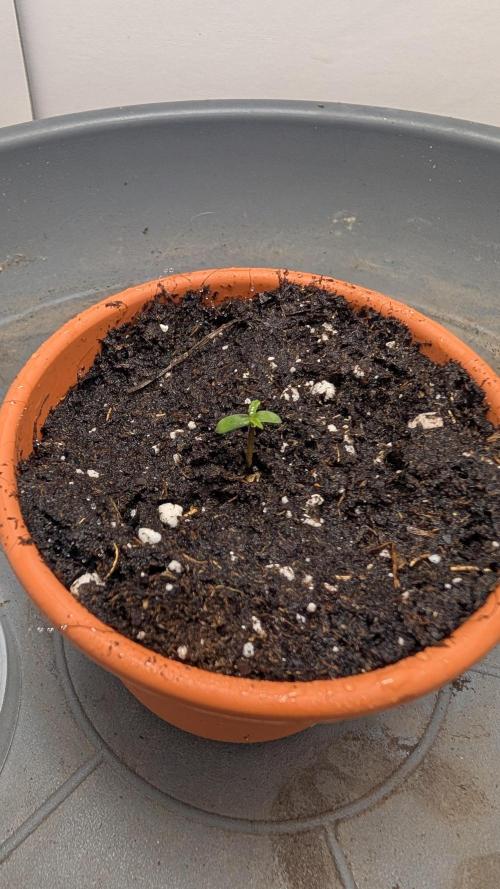 Anesia Purple Boost Highness. Week 0