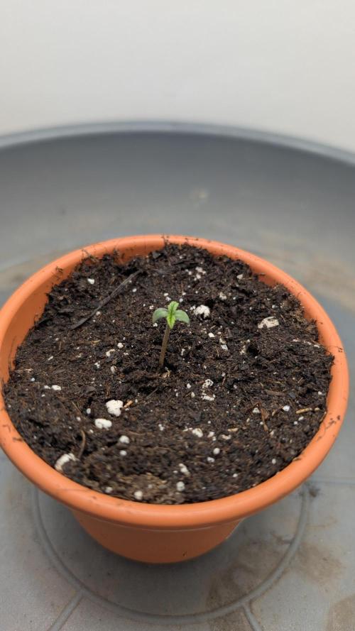 Anesia Purple Boost Highness. Week 0