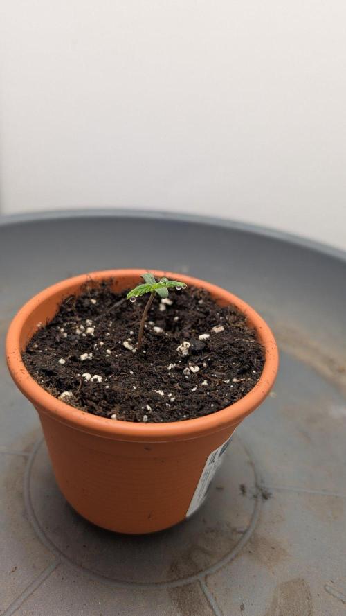Anesia Purple Boost Highness. Week 1