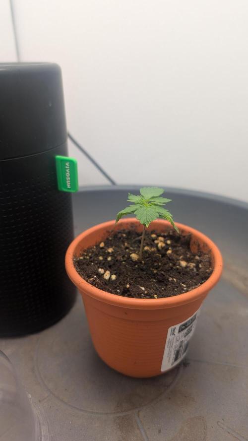 Anesia Purple Boost Highness. Week 1