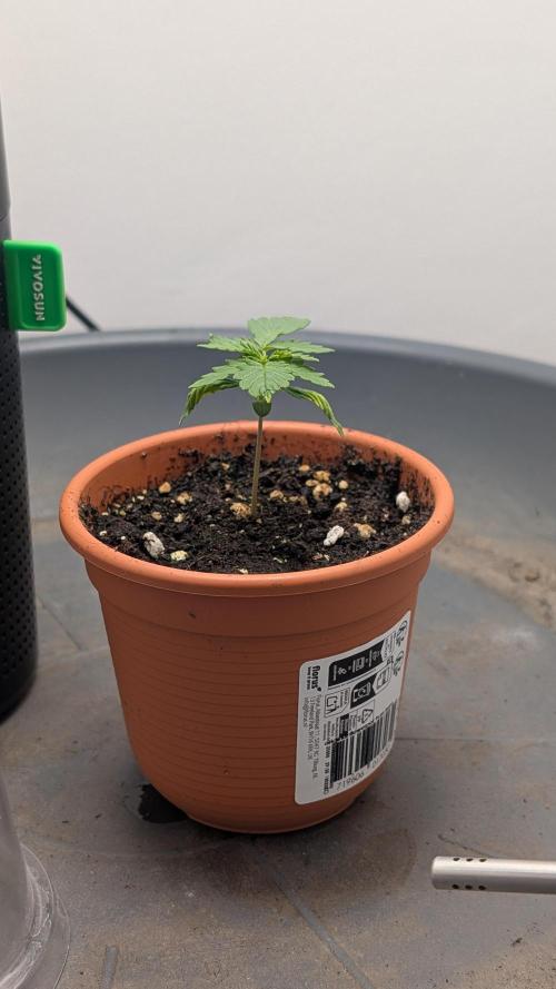 Anesia Purple Boost Highness. Week 1