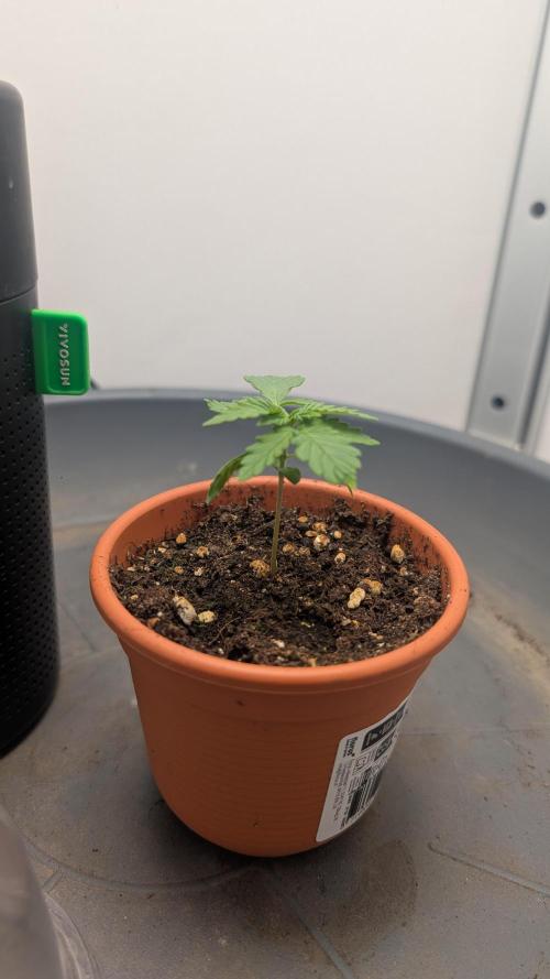 VGrow. Week 1
